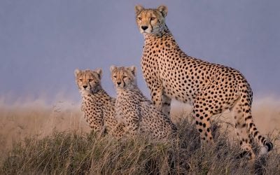 Capture The Decisive Moment In Your Images, Part 1