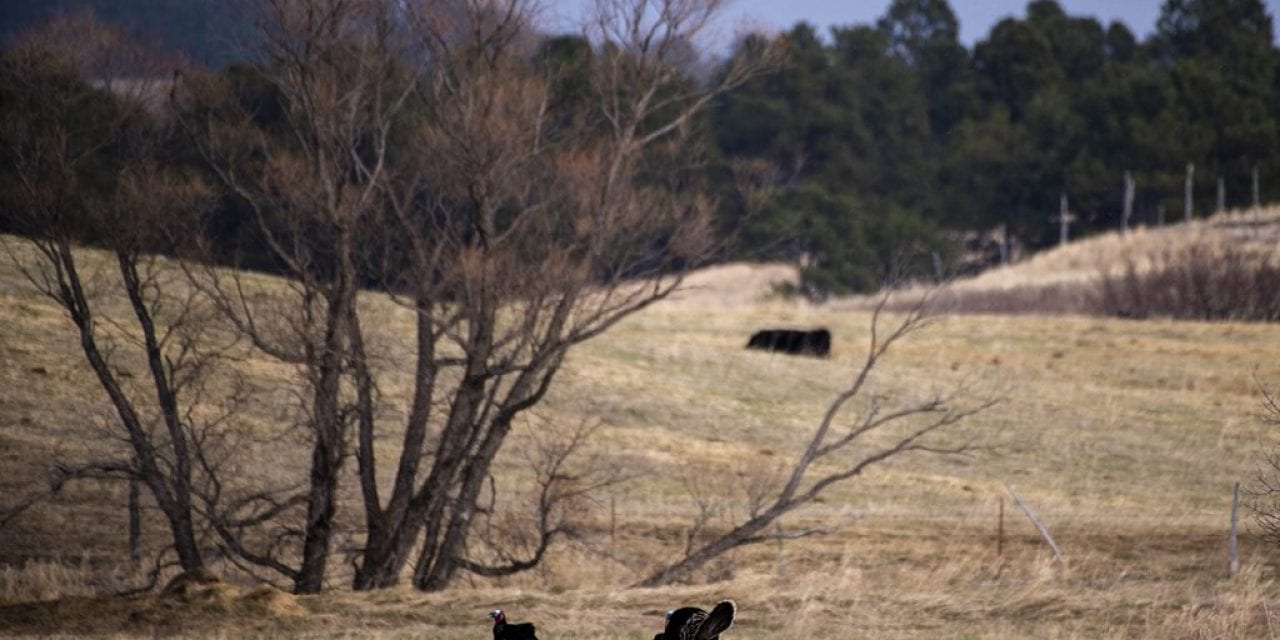 COVID-19 alters Panhandle turkey hunting scene