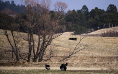 COVID-19 alters Panhandle turkey hunting scene
