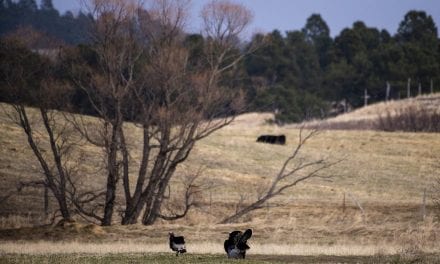 COVID-19 alters Panhandle turkey hunting scene