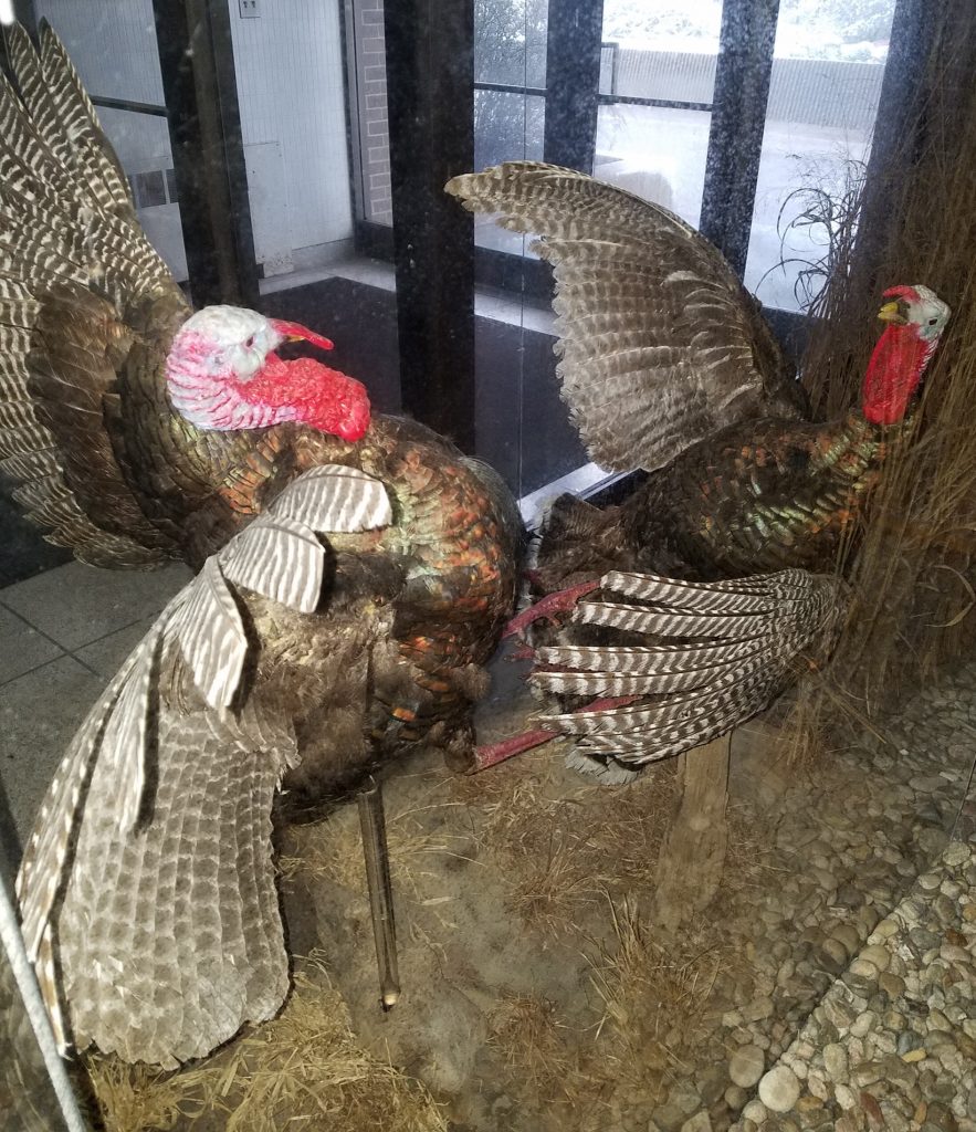 FightingTurkeys