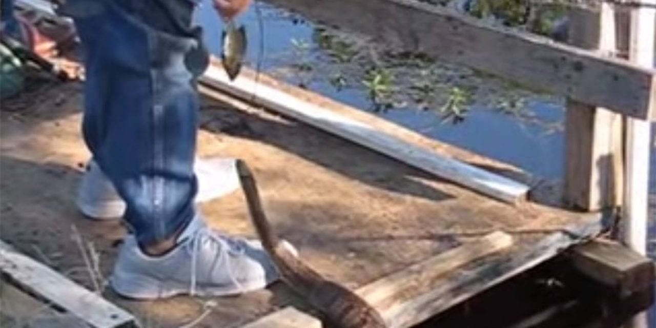 Fisherman Pays the Price for Feeding Wild Snake