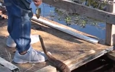 Fisherman Pays the Price for Feeding Wild Snake