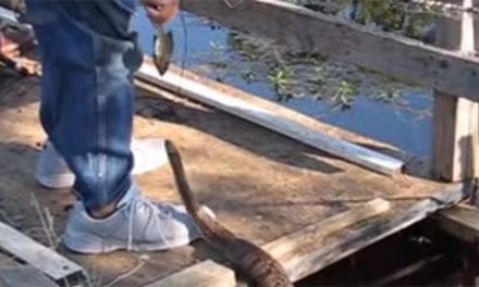 Fisherman Pays the Price for Feeding Wild Snake