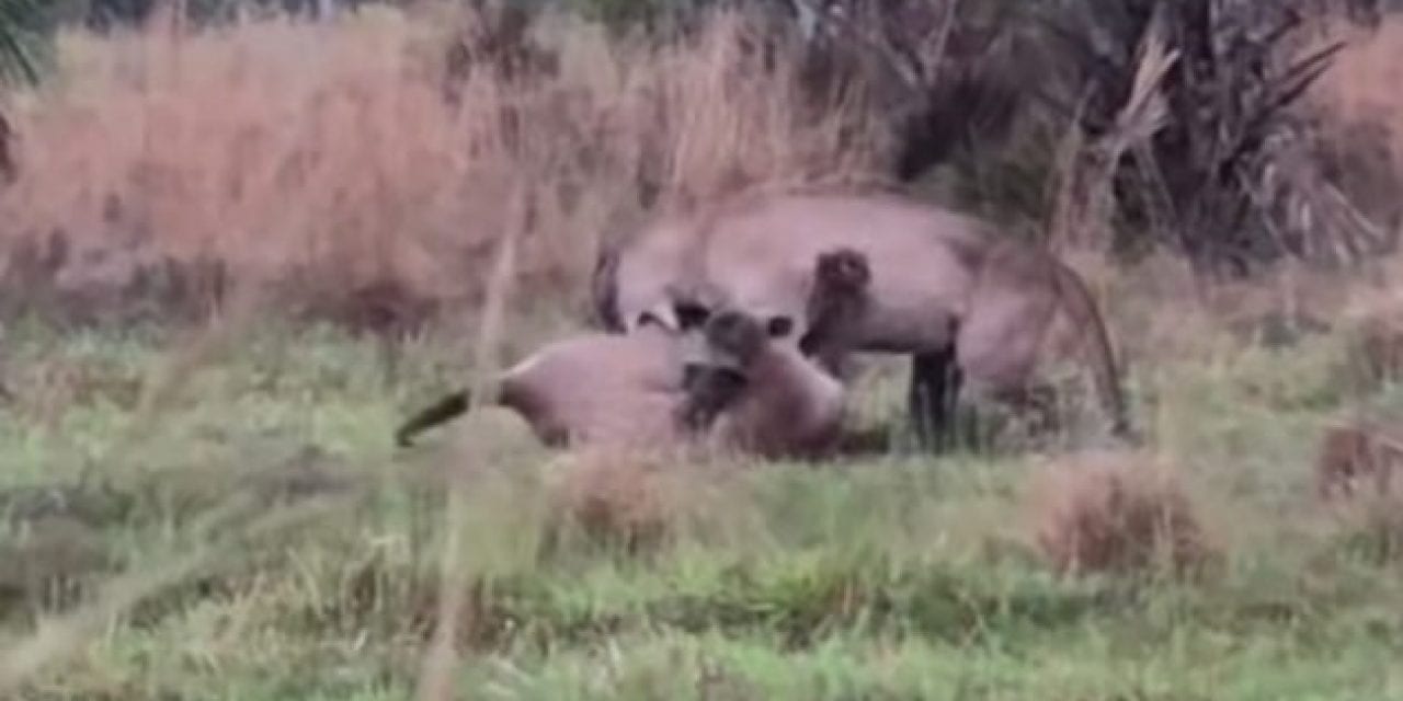 Florida Panther Fight Caught on Film for the First Time Ever