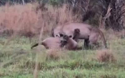Florida Panther Fight Caught on Film for the First Time Ever