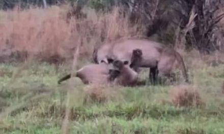 Florida Panther Fight Caught on Film for the First Time Ever