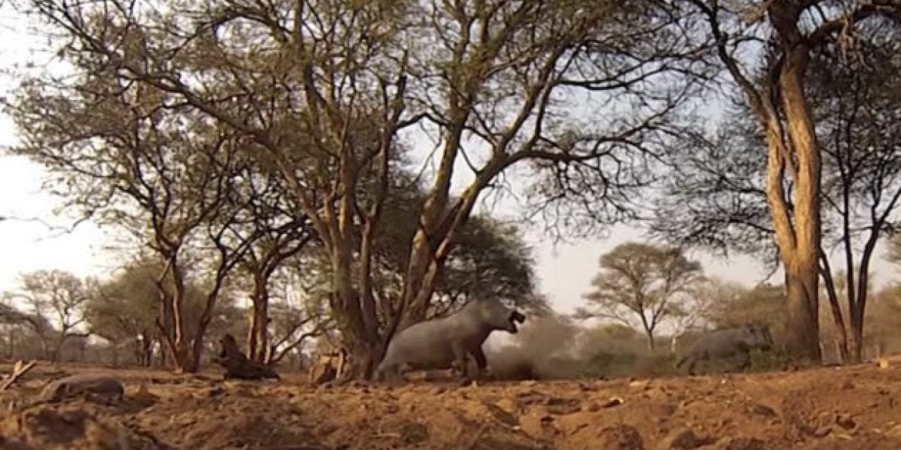 Giant Warthog Speared, Then Runs Straight Into Tree to Its Death