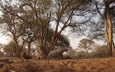 Giant Warthog Speared, Then Runs Straight Into Tree to Its Death