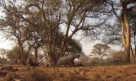 Giant Warthog Speared, Then Runs Straight Into Tree to Its Death