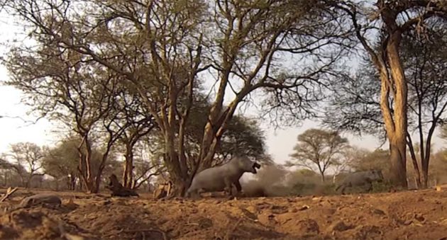 giant warthog