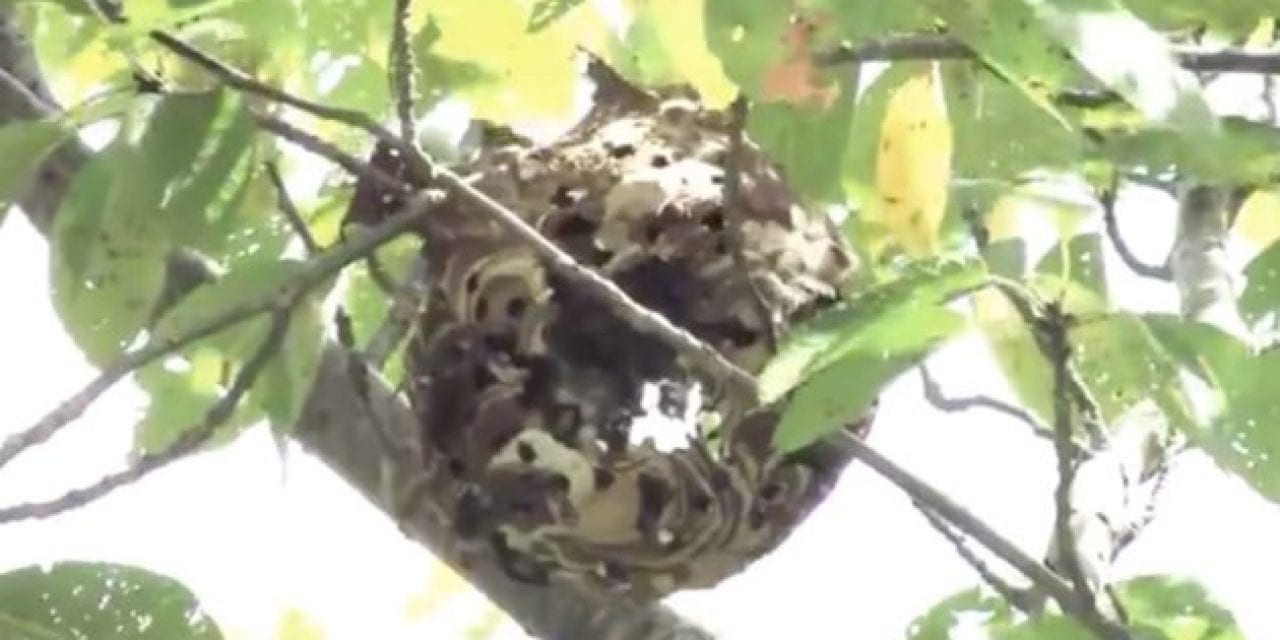 Guy Shoot’s a Hornet’s Nest With an Airsoft Gun