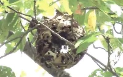Guy Shoot’s a Hornet’s Nest With an Airsoft Gun