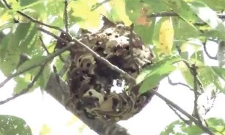 Guy Shoot’s a Hornet’s Nest With an Airsoft Gun