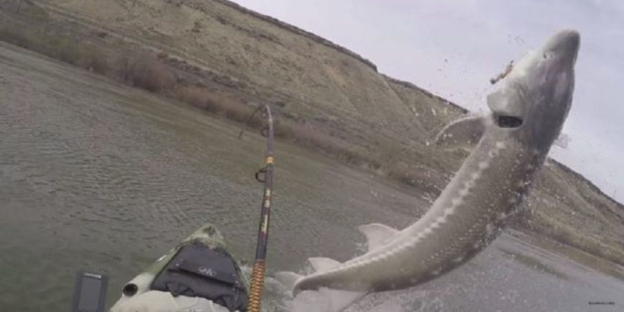 High-Flying Sturgeon Puts on Show for Idaho Kayakers