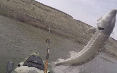 High-Flying Sturgeon Puts on Show for Idaho Kayakers