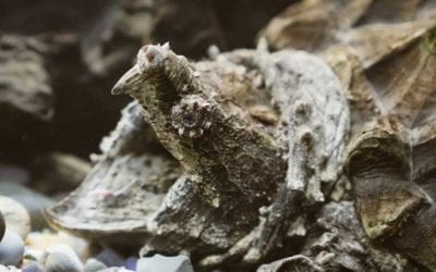 Huge Alligator Snapping Turtle is Nearly as Big as the Guy Holding It