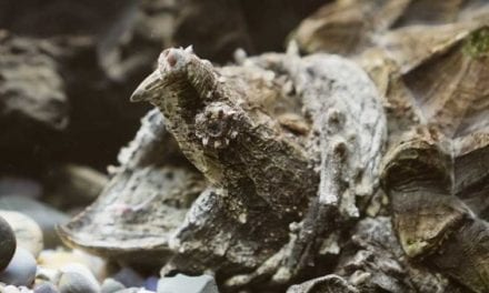 Huge Alligator Snapping Turtle is Nearly as Big as the Guy Holding It