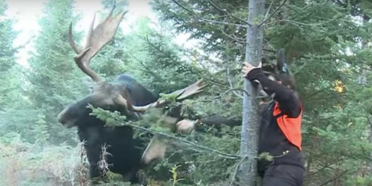 Hunter Takes an Odd Approach to Summon Bull Moose