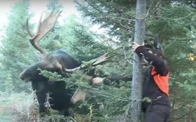Hunter Takes an Odd Approach to Summon Bull Moose