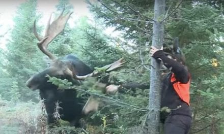 Hunter Takes an Odd Approach to Summon Bull Moose