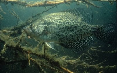 It is Spring and Crappies Are on the Mind