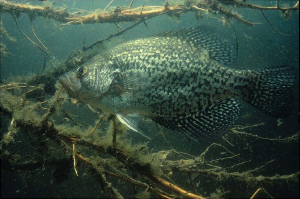 BrushCrappie