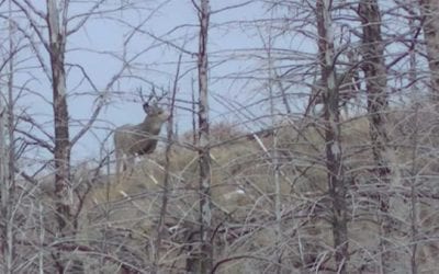Lady Makes Tight Shot to Harvest Mule Deer