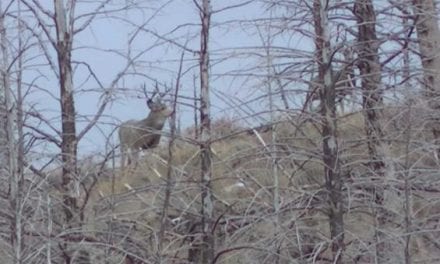 Lady Makes Tight Shot to Harvest Mule Deer