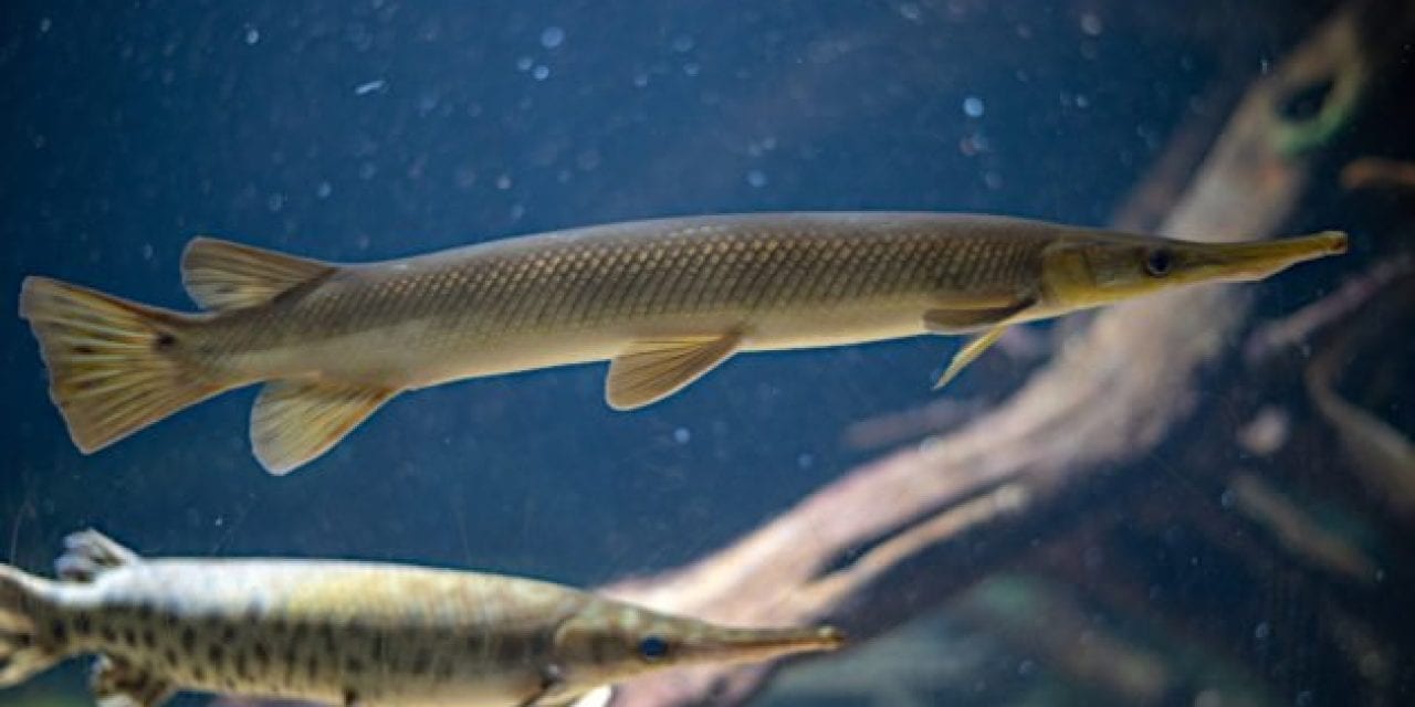 Lake Erie Commercial Fishing Outfit Charged with Killing, Abusing Gar and Muskie