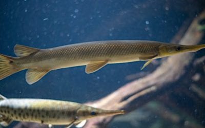 Lake Erie Commercial Fishing Outfit Charged with Killing, Abusing Gar and Muskie