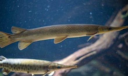 Lake Erie Commercial Fishing Outfit Charged with Killing, Abusing Gar and Muskie