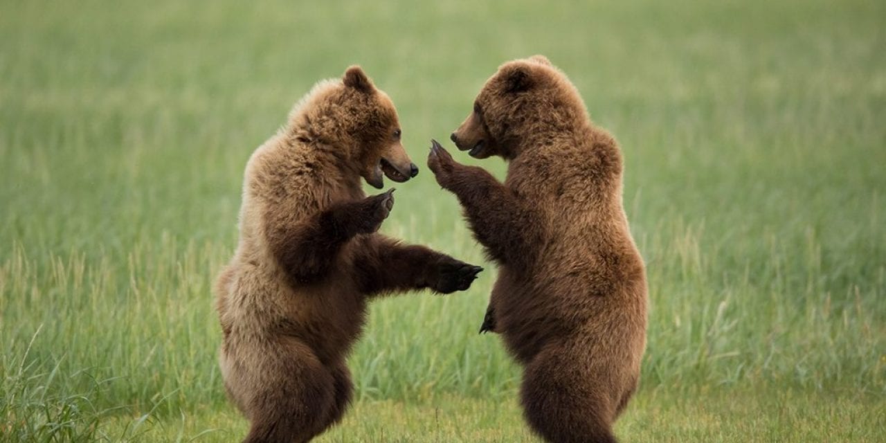 Last Frame: Dancing Bears