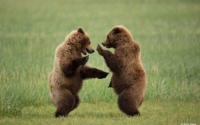 Last Frame: Dancing Bears