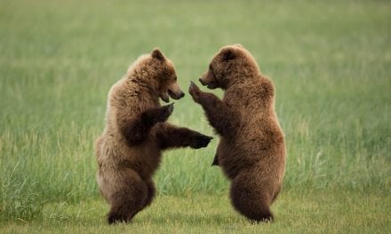 Last Frame: Dancing Bears