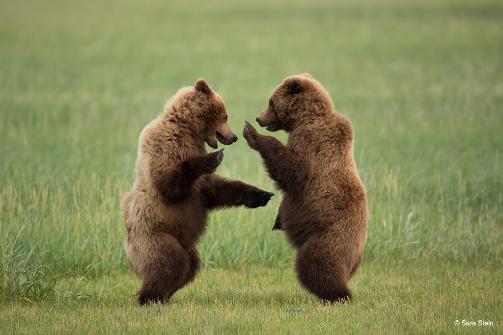 dancing bears