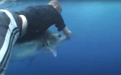 Man Dives From Chopper onto a Marlin, But the Camera Sequence Doesn’t Add Up