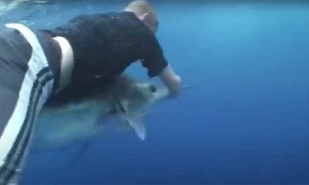 Man Dives From Chopper onto a Marlin, But the Camera Sequence Doesn’t Add Up