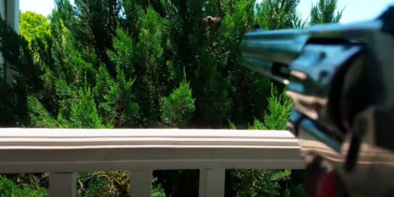 Man Drops Carpenter Bees Out of the Sky With .22 Birdshot