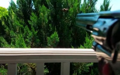 Man Drops Carpenter Bees Out of the Sky With .22 Birdshot
