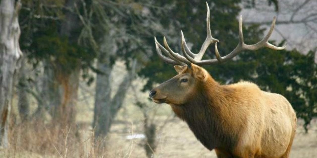 Missouri Announces Dates for First Elk Hunting Season in Fall 2020