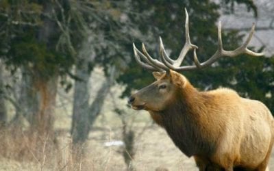 Missouri Announces Dates for First Elk Hunting Season in Fall 2020