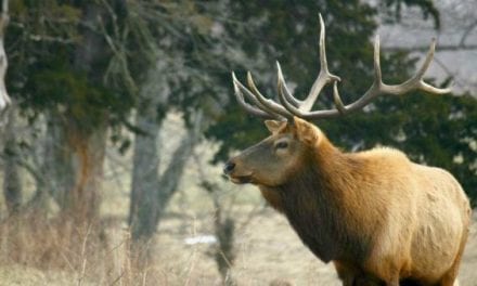 Missouri Announces Dates for First Elk Hunting Season in Fall 2020
