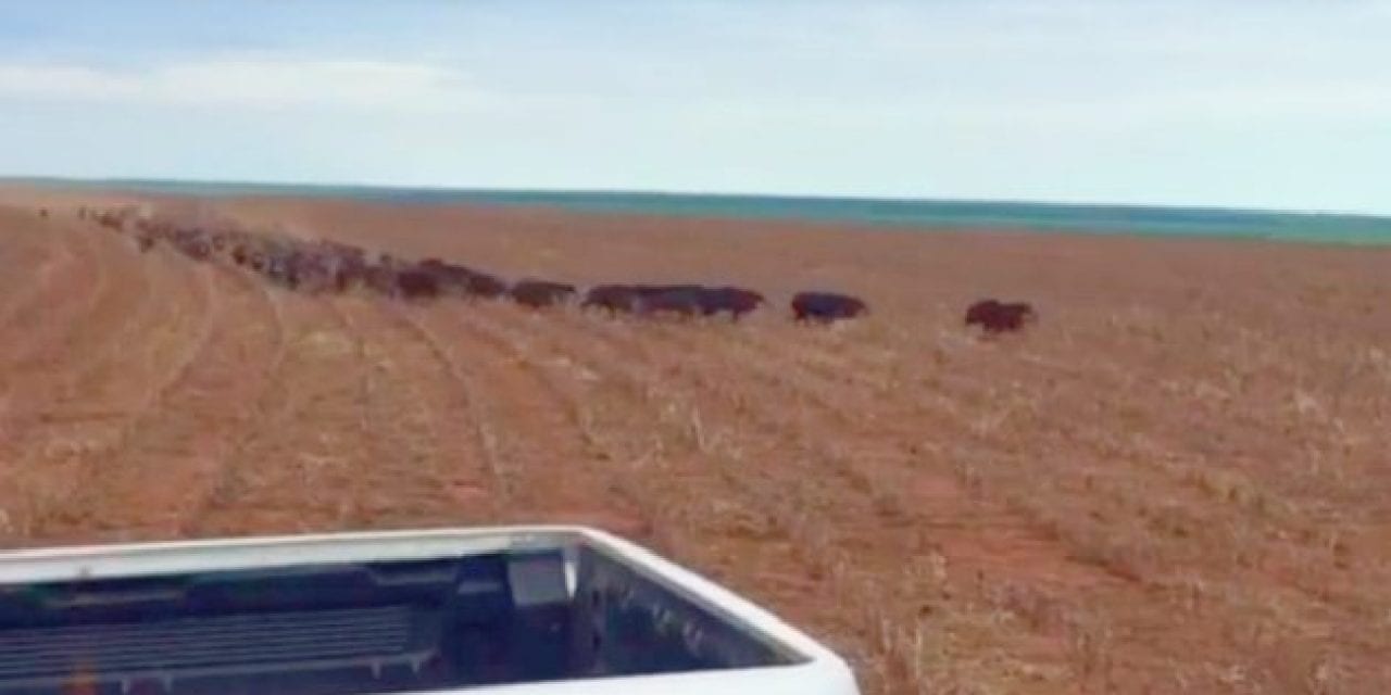 Parade of Wild Hogs Catches Rancher’s Attention