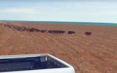 Parade of Wild Hogs Catches Rancher’s Attention