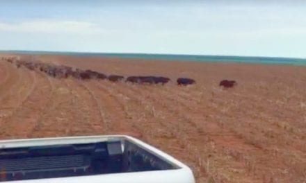 Parade of Wild Hogs Catches Rancher’s Attention
