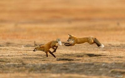 Photo Of The Day By foxfan
