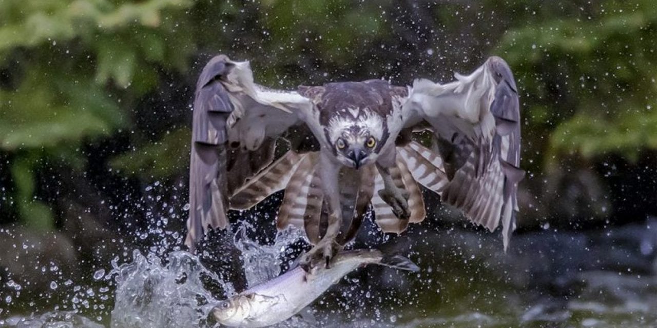 Photographing Osprey In Flight