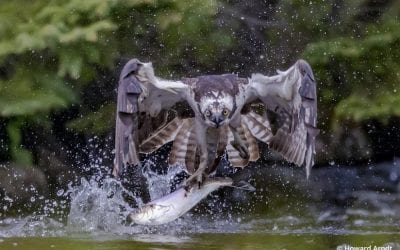 Photographing Osprey In Flight