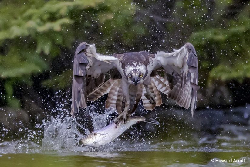 Photographing osprey in flight and fishing